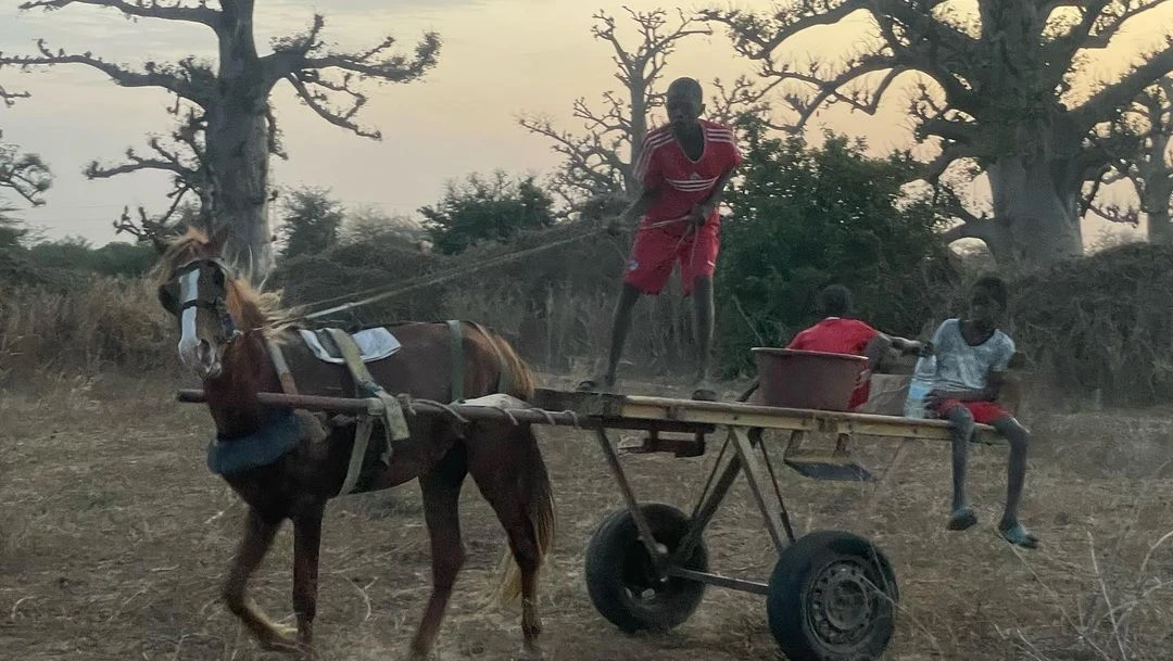Three youths ride in a horse-drawn cart on a dirt road in a rural area. The cart is loaded with materials. Baobab trees dot the landscape.
