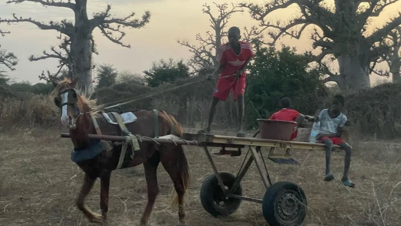 Three youths ride in a horse-drawn cart on a dirt road in a rural area. The cart is loaded with materials. Baobab trees dot the landscape.