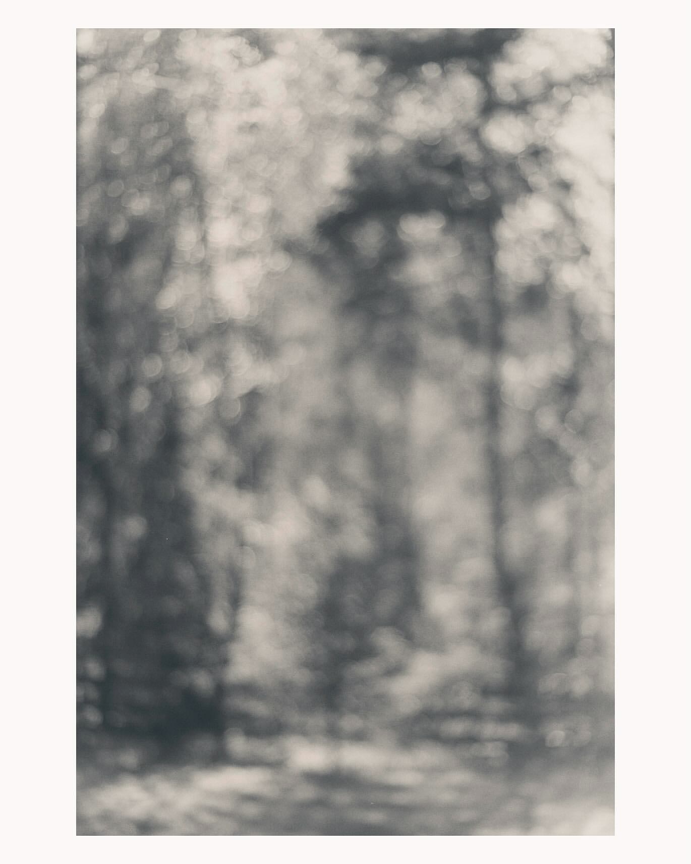 Monochromatic image of a blurred forest with tree trunks, foliage, and soft, diffused sunlight creating a serene and natural background.