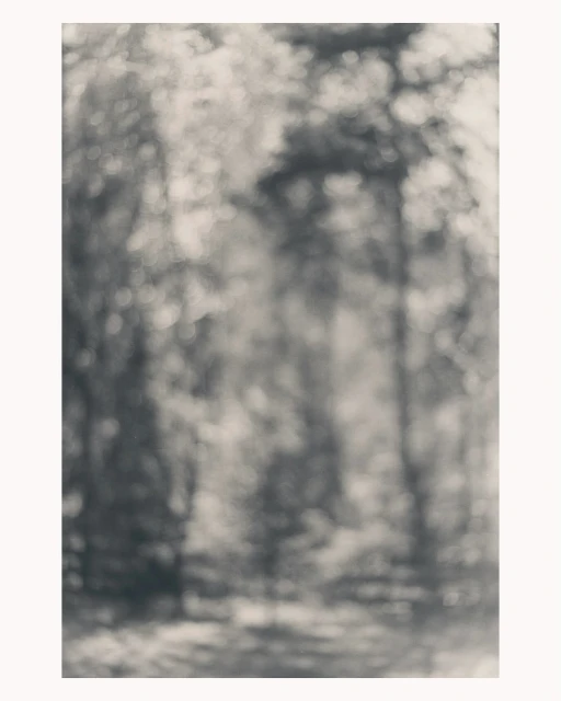 Monochromatic image of a blurred forest with tree trunks, foliage, and soft, diffused sunlight creating a serene and natural background.