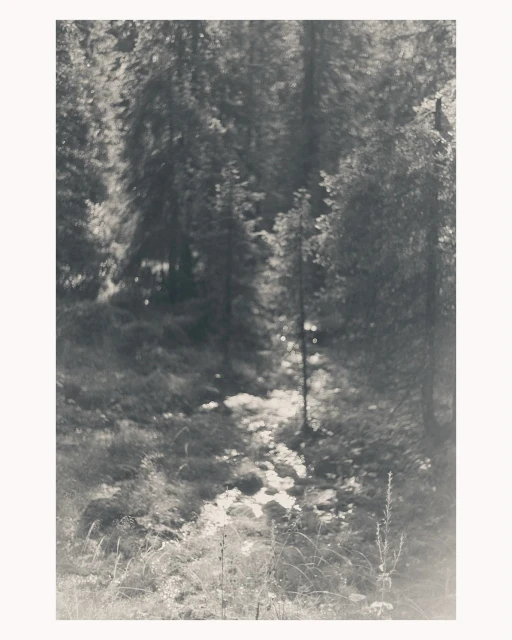 Monochromatic photograph capturing a sun-drenched forest clearing with a path, tall trees, and lush vegetation on a sunny day.