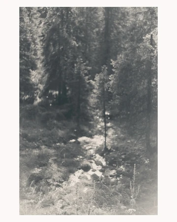 Monochromatic photograph capturing a sun-drenched forest clearing with a path, tall trees, and lush vegetation on a sunny day.