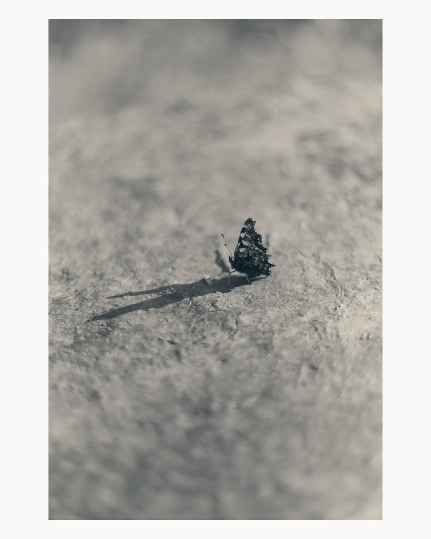 Monochromatic close-up shows a butterfly resting on a textured surface with a long shadow, creating a stark yet elegant composition.