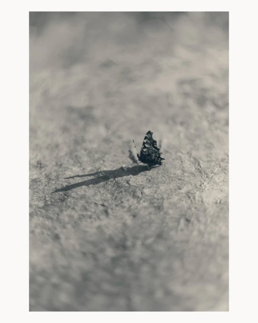 Monochromatic close-up shows a butterfly resting on a textured surface with a long shadow, creating a stark yet elegant composition.