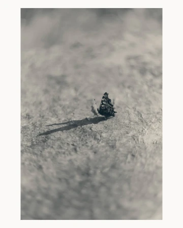 Monochromatic close-up shows a butterfly resting on a textured surface with a long shadow, creating a stark yet elegant composition.