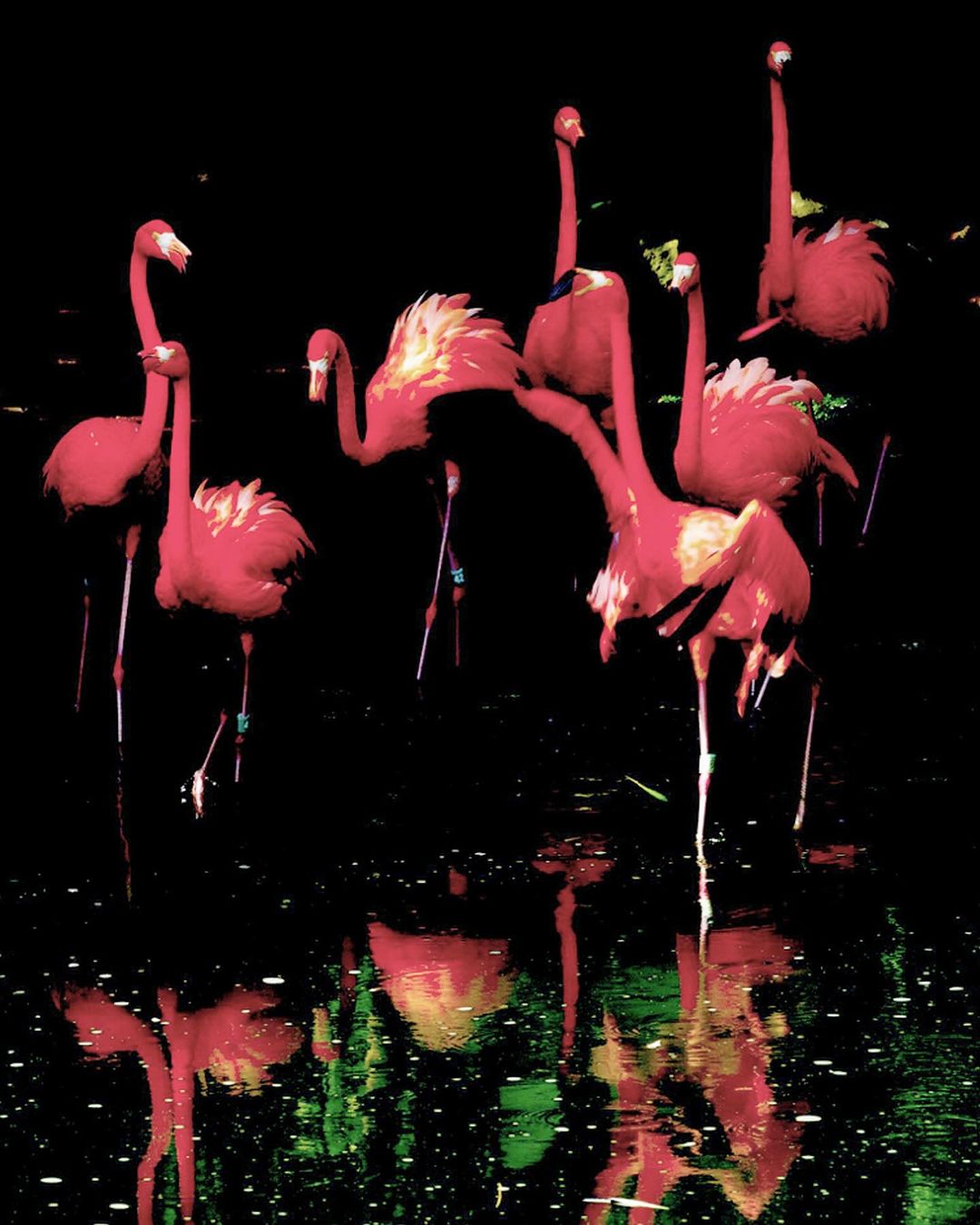 A group of pink flamingos stands in dark water reflecting their images, creating a striking nature scene with dramatic lighting.