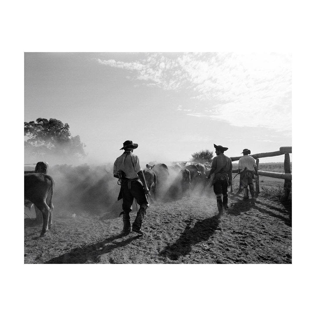 Black and white photo of gauchos herding cattle in a rural landscape, creating a dynamic scene with dust and motion under a partly cloudy sky.