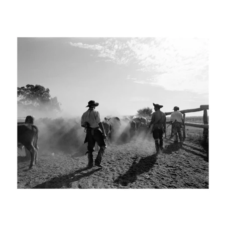 Black and white photo of gauchos herding cattle in a rural landscape, creating a dynamic scene with dust and motion under a partly cloudy sky.