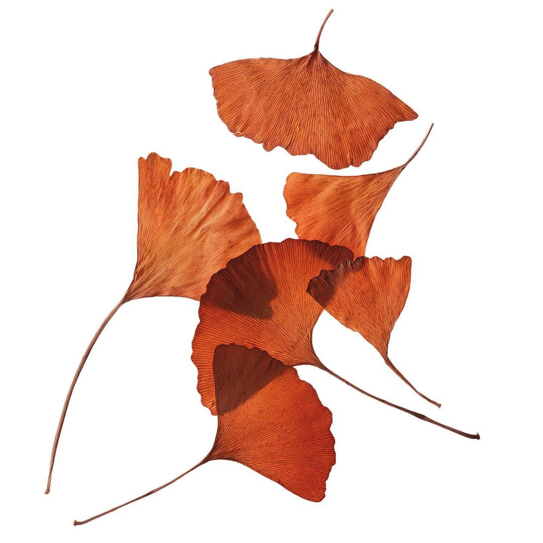 Ginkgo biloba leaves, in a warm brown color, are arranged on a stark white background, with varying orientations and overlapping.