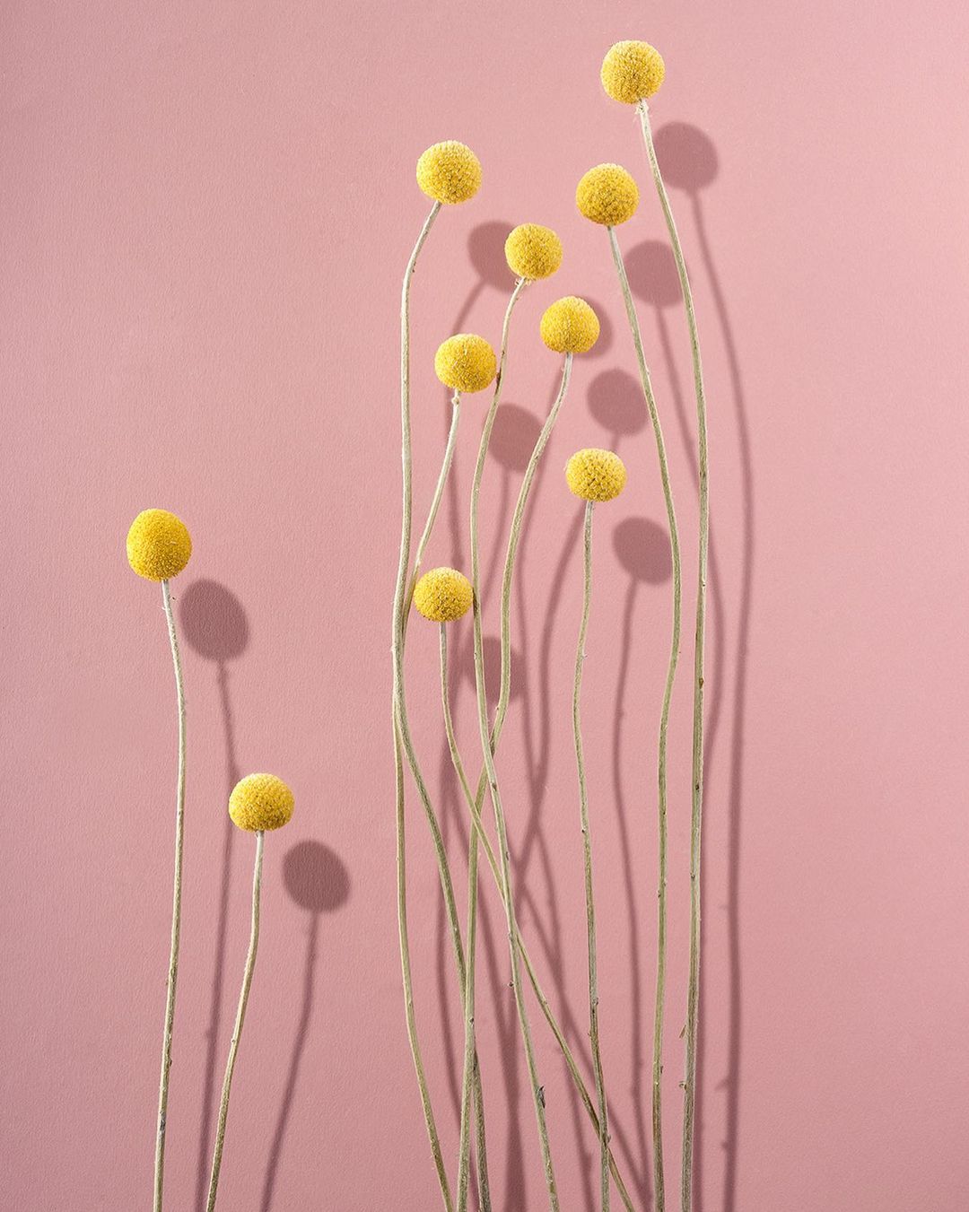 Minimalist studio shot of vibrant yellow Craspedia flowers against a soft pink backdrop, casting subtle shadows.