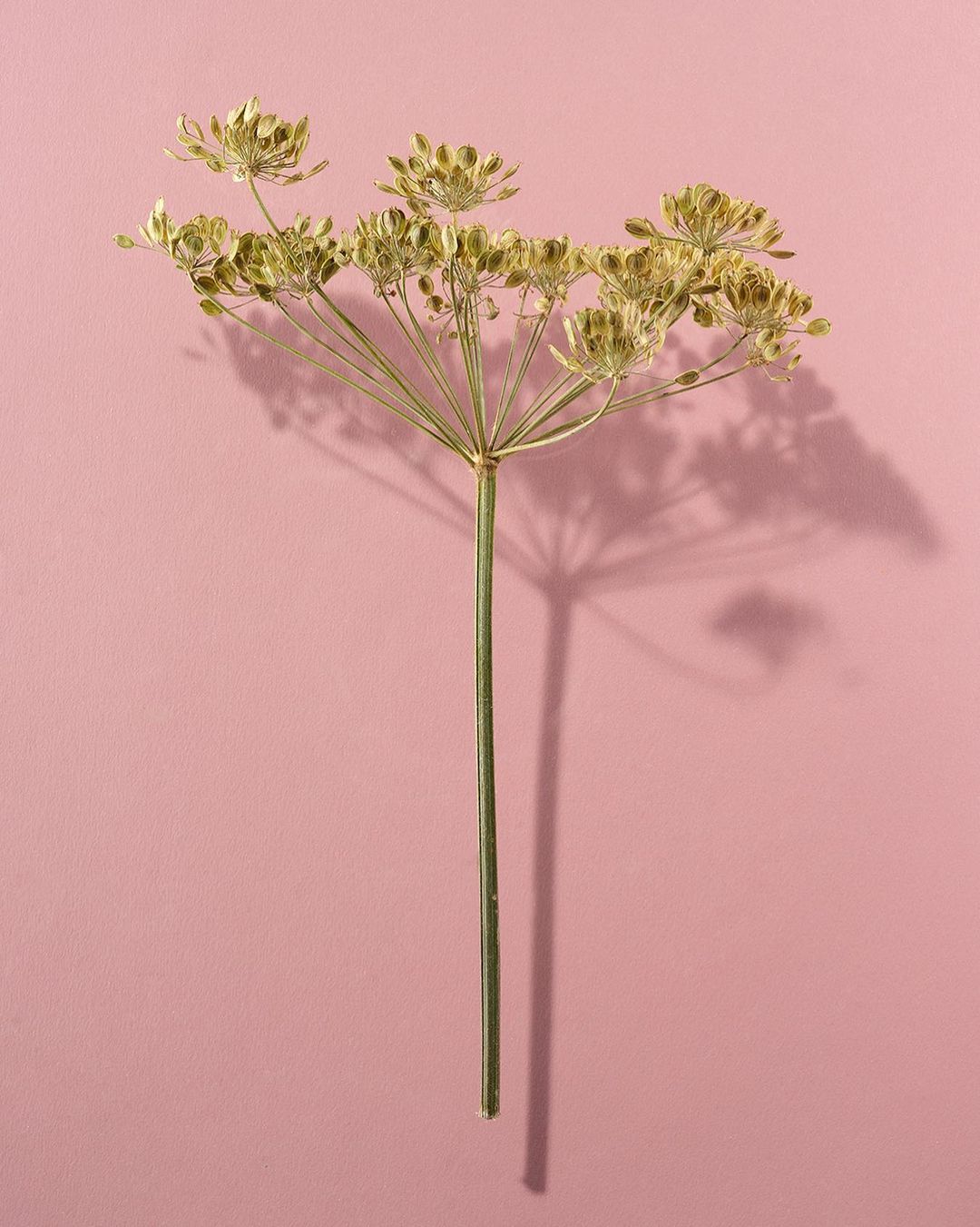 Dried dill plant on a pink background casts shadow. Minimalist botanical still life photography highlighting textures and natural patterns.