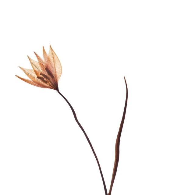 Close-up of a single, delicate orange flower on a dark stem against a clean white backdrop, botanical art for natural beauty.
