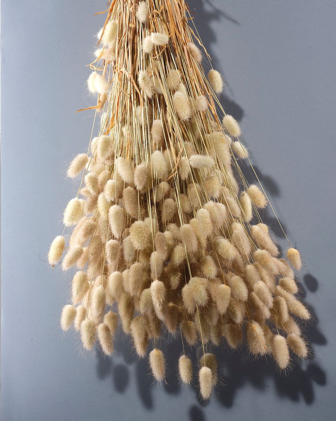 Close-up of a bundle of bunny tail grass with cream and beige tones, displaying soft texture against a light blue-grey wall.