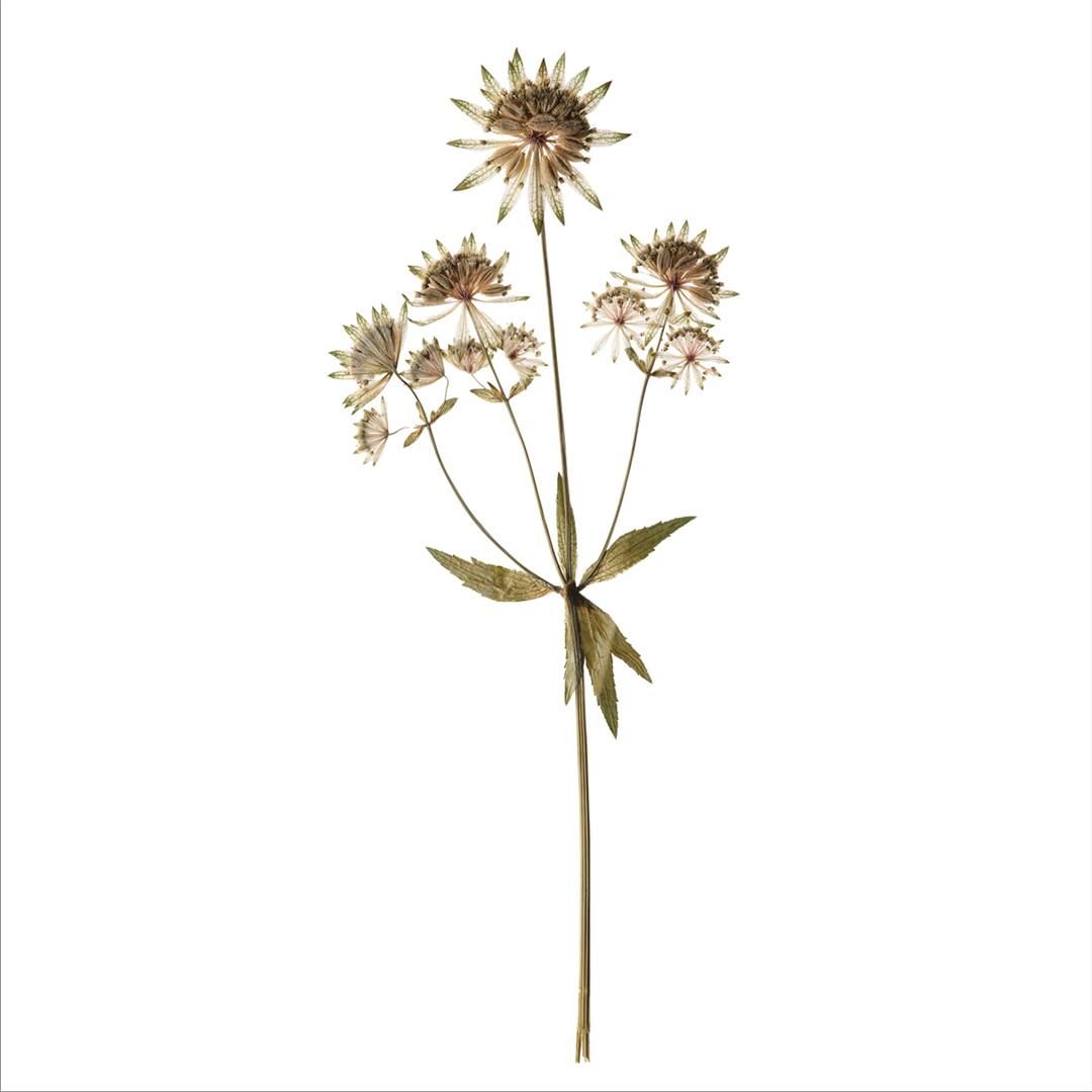 Botanical still life features a stem of dried Astrantia major flowers with pointed green leaves against a plain white backdrop.