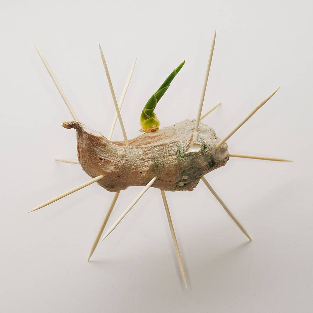 Ginger root with green sprout, pierced with wooden toothpicks on white background in studio shot, food photography, close-up.