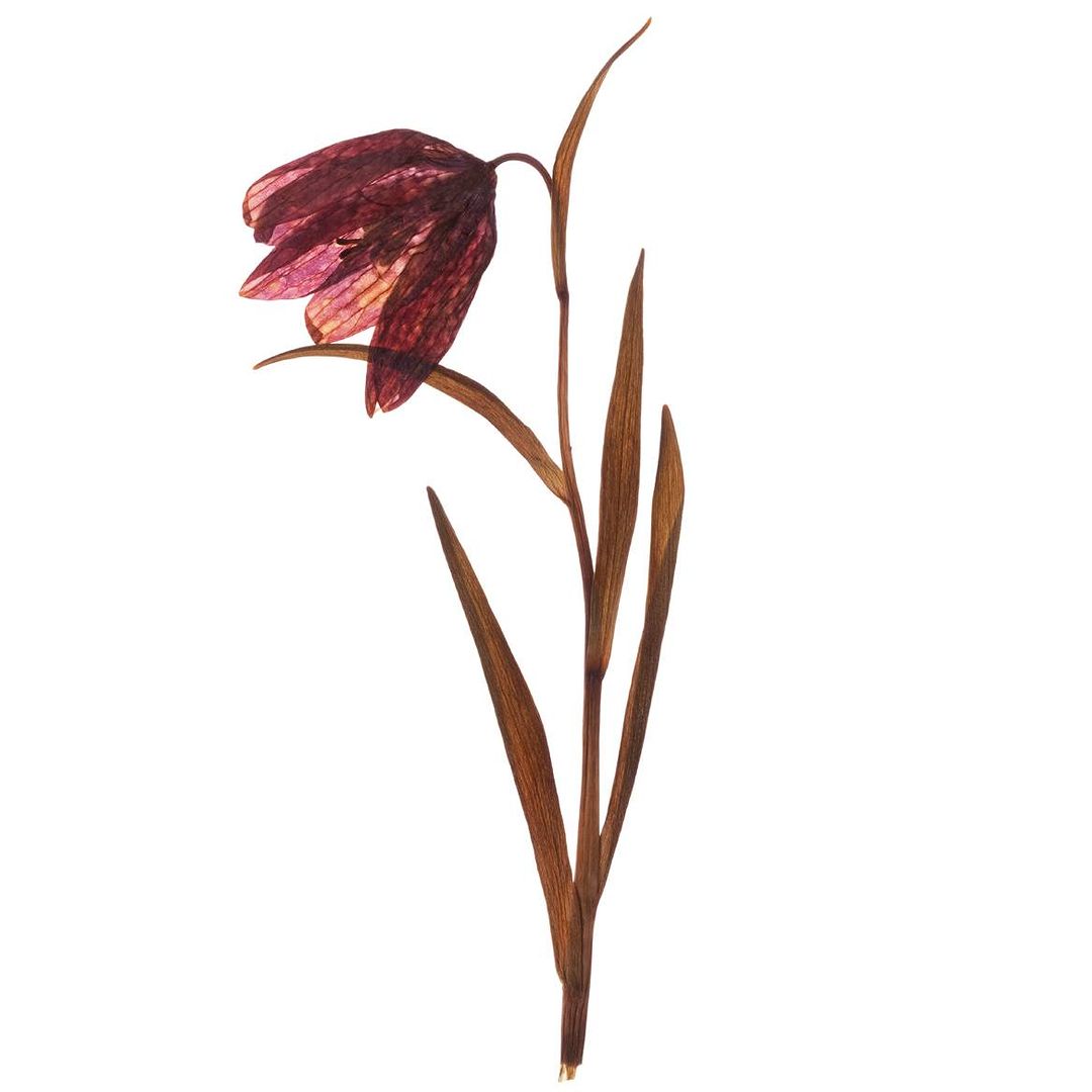 Elegant single fritillaria flower, featuring delicate burgundy petals with mottled pattern, with stem and leaves against white background.