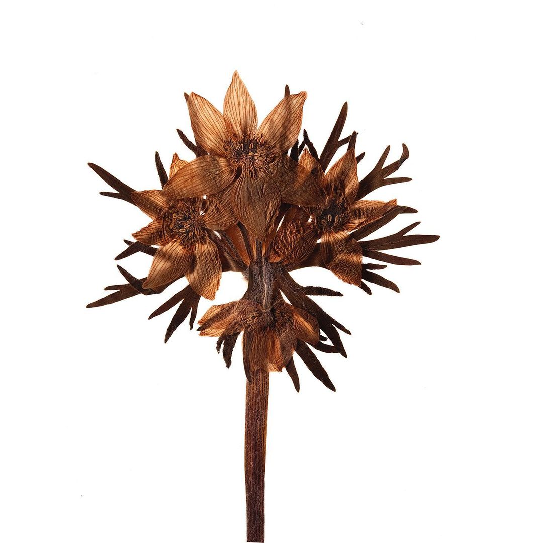 Dried flower head with star-shaped petals, a stem, and spiky leaves against a clean white backdrop in a botanical studio shot.