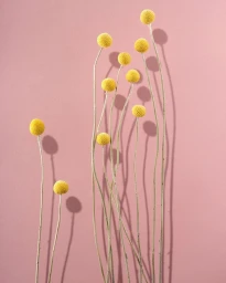 Yellow billy button flowers with long stems casting distinct shadows on a plain pink background.