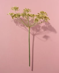 Dried fennel flower stem casting a sharp dark shadow on a solid pink background
