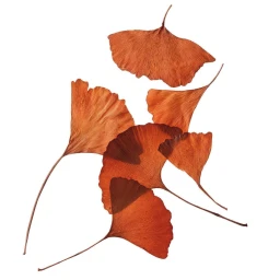 Arrangement of six dried rust-orange ginkgo leaves with prominent vein patterns on a stark white background.