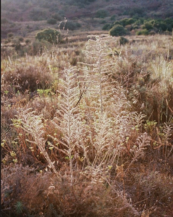 Sunlit plants in a field, creating a serene landscape with muted, natural tones. The vegetation suggests a peaceful, outdoor scene.