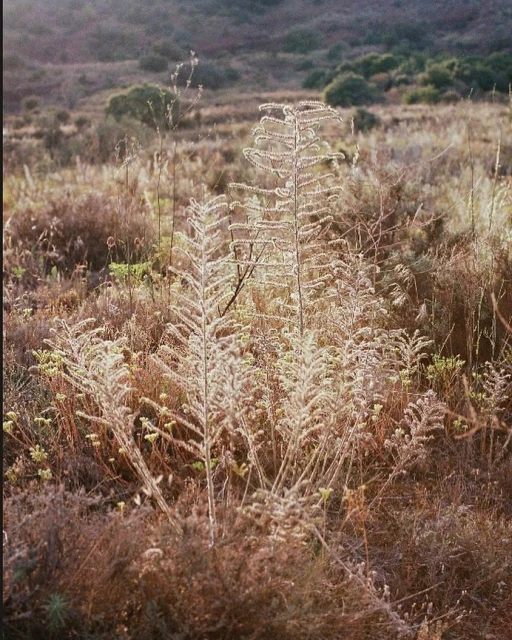 Sunlit plants in a field, creating a serene landscape with muted, natural tones. The vegetation suggests a peaceful, outdoor scene.