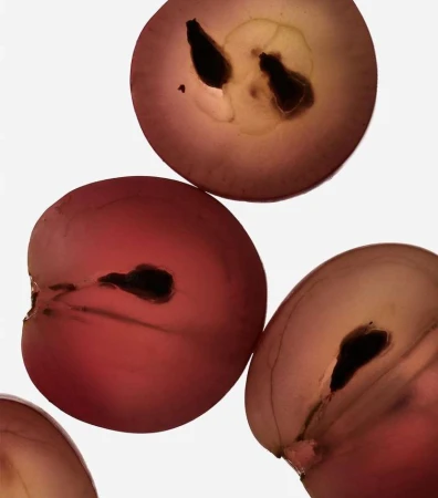 A macro shot showcases sliced red grapes against a white background, revealing their translucent flesh and seeds in an abstract composition.