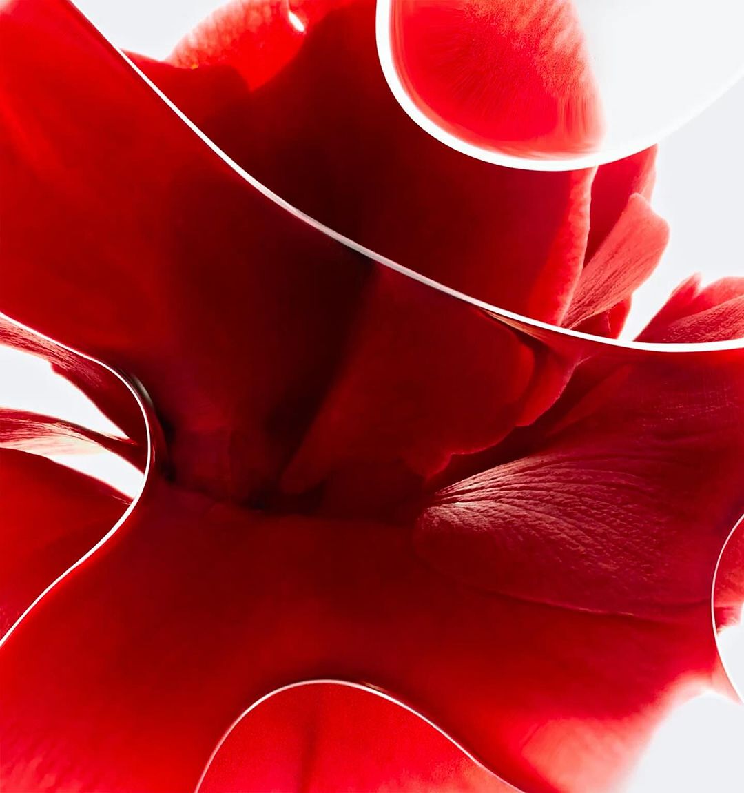 Abstract still life of curved red petals and white rimmed shapes against a white background, creating a modern, elegant composition.
