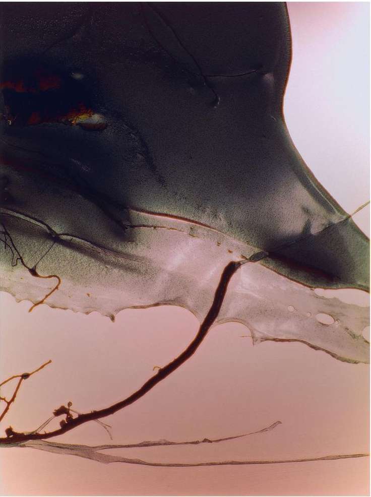 Abstract image of a translucent leaf with dark veins and edges against a muted peach background, creating a delicate and surreal visual.