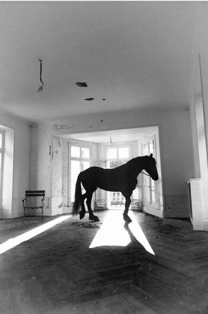 A dark horse stands inside a bright, empty room with herringbone-patterned wood floors, sunlight streaming in through the windows.