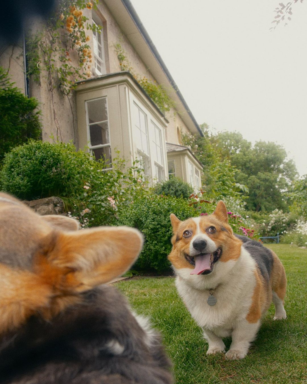 Two tan and white corgis in a yard with a light-stone house and garden greenery in the background under an overcast sky.