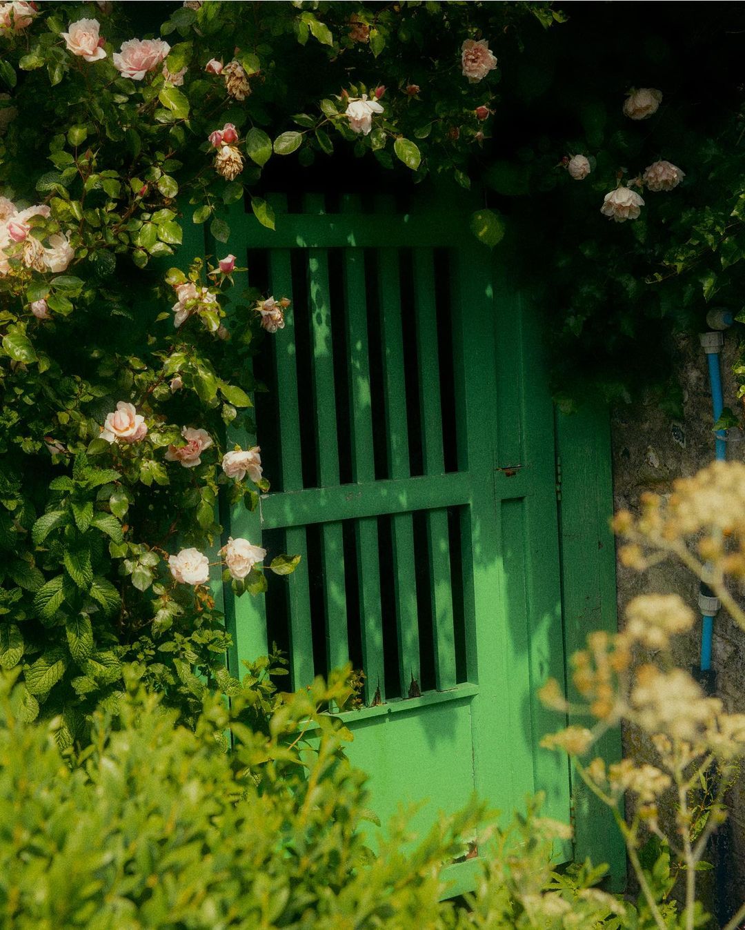 Green garden gate surrounded by blooming pink roses and lush green foliage, creating a serene and inviting outdoor setting.