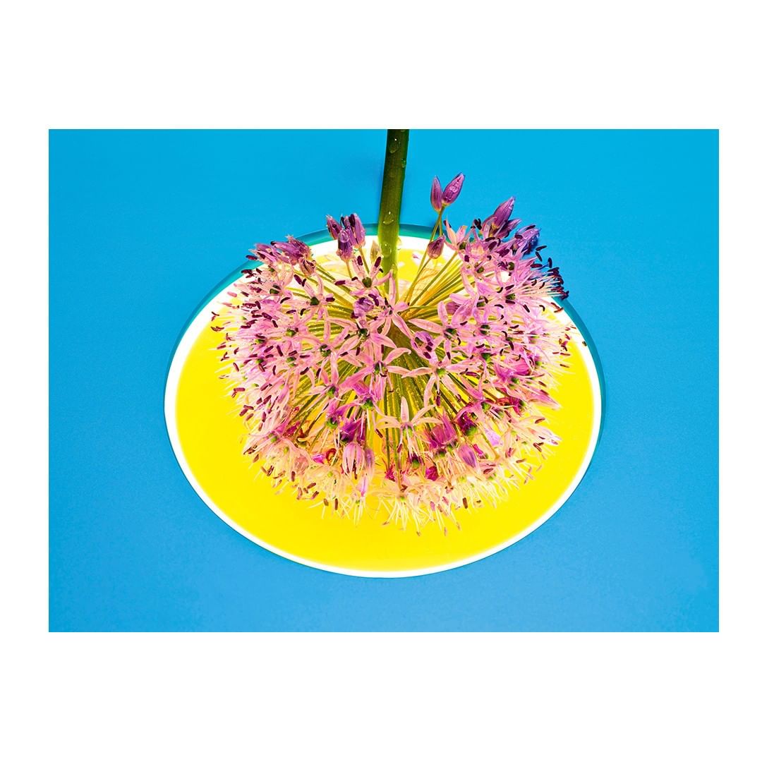 Allium flower blossom with stem in a yellow dish on a turquoise surface. Macro flower photography with bright lighting and simple composition.