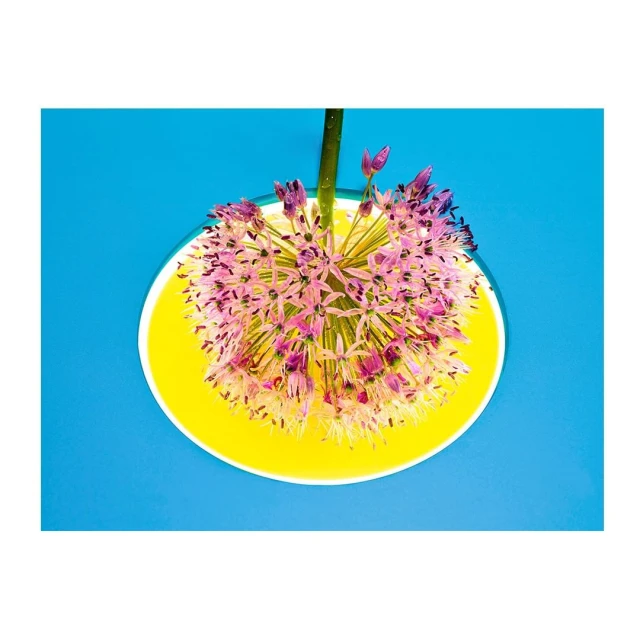 Allium flower blossom with stem in a yellow dish on a turquoise surface. Macro flower photography with bright lighting and simple composition.