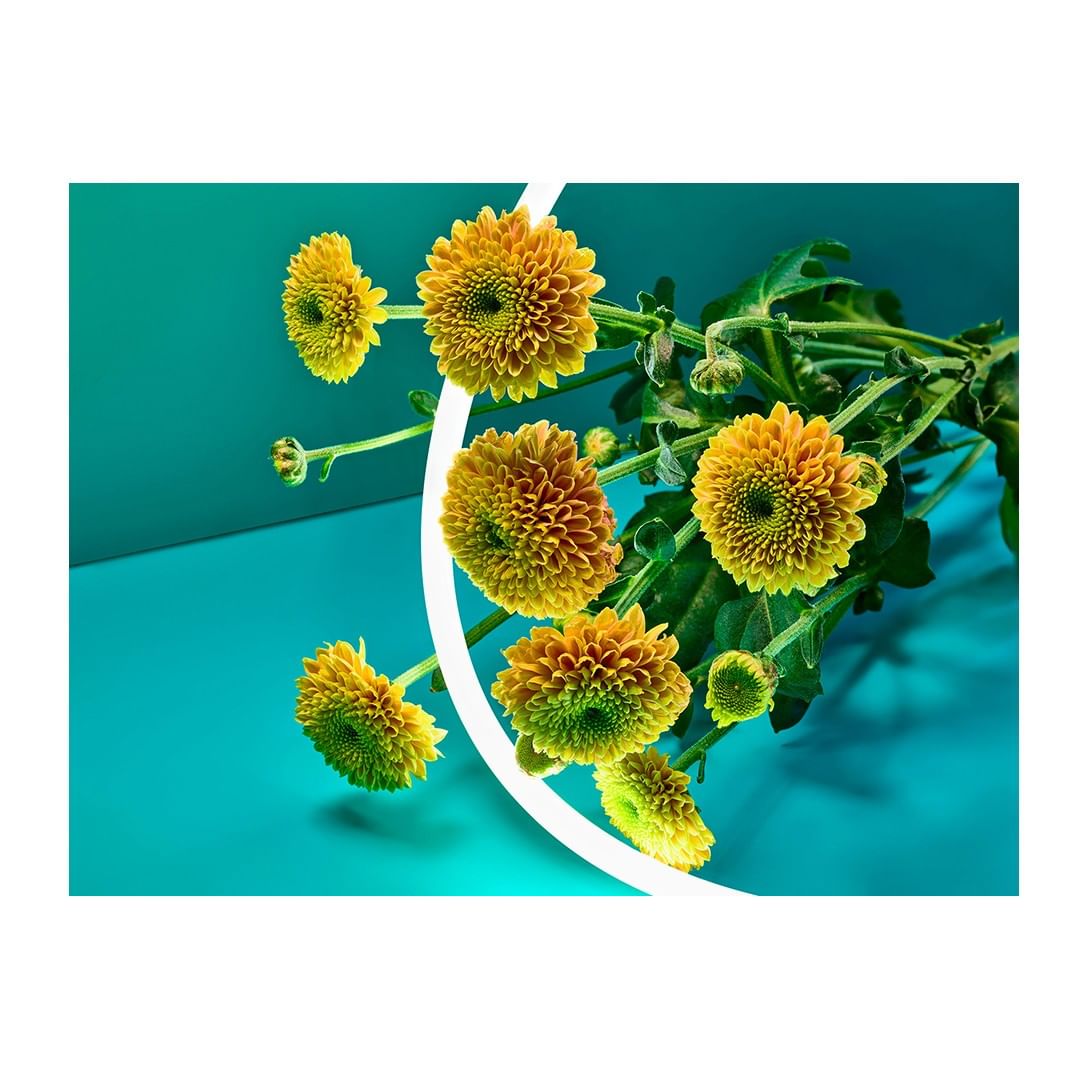 Floral still life featuring vibrant yellow chrysanthemum flowers against a two-toned teal background, accented by a white graphic element.