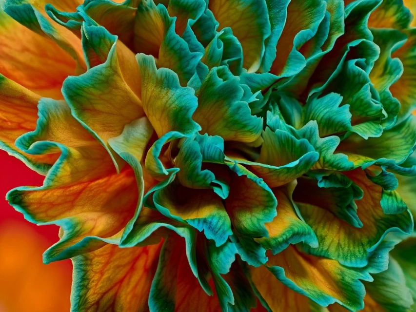 Macro photograph of an exotic flower with orange and teal petals. Detailed view of a multi-colored bloom, showcasing petal textures and color gradients.