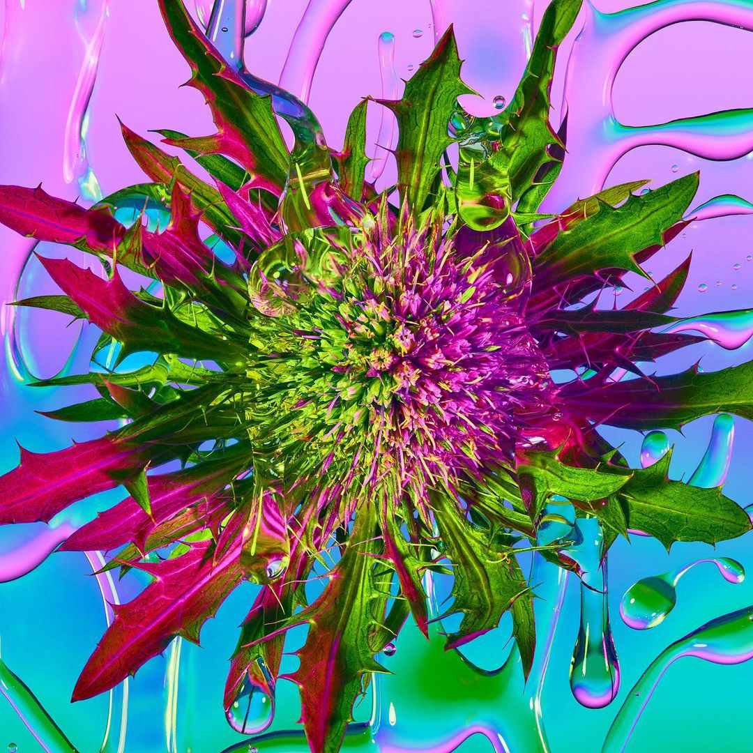 Abstract botanical still life with vibrant green and purple thistle surrounded by translucent water droplets and a blended blue and pink background.