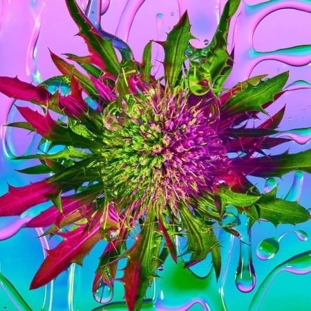 Abstract botanical still life with vibrant green and purple thistle surrounded by translucent water droplets and a blended blue and pink background.