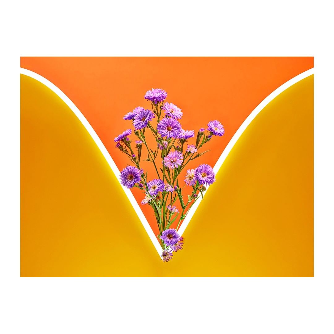 Floral still life featuring a vibrant bouquet of purple flowers, offset by an orange backdrop with a sleek, inverted-V neon light.
