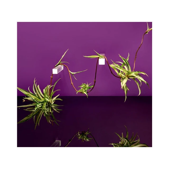 Indoor studio shot of a Chlorophytum comosum plant with long stems in a purple-toned environment, affixed to wall by clear acrylic blocks.