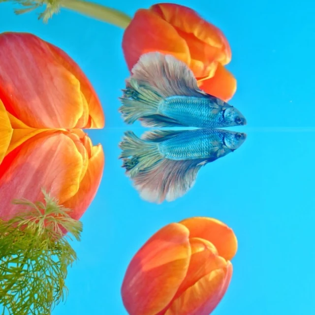 Still life of a blue betta fish reflected in blue water, surrounded by peach-colored tulip blooms and green dill leaves.