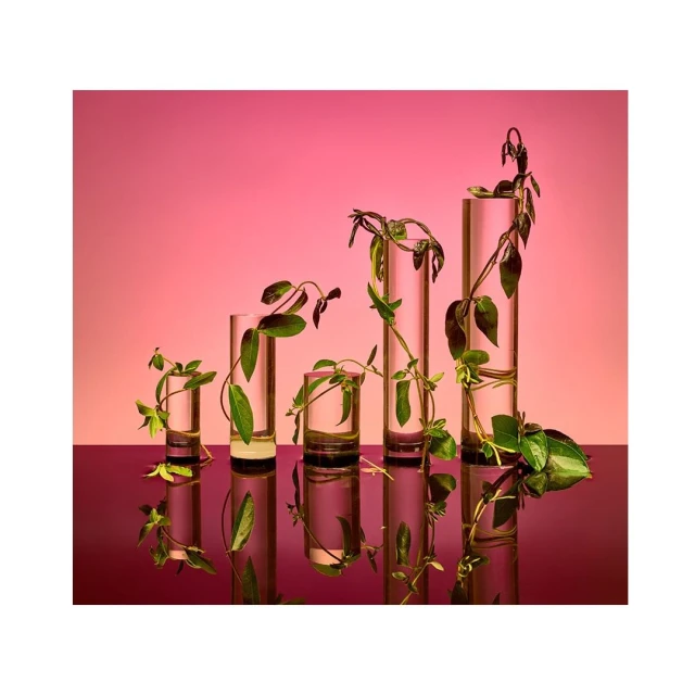 Botanical still life features five graduated clear glass cylinders with vines and leaves, set against a gradient pink background, studio lit.