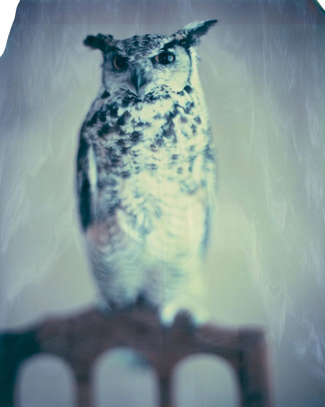 Full shot of an owl with mottled brown and white feathers sitting atop an out-of-focus brown arched chair in a muted color setting.