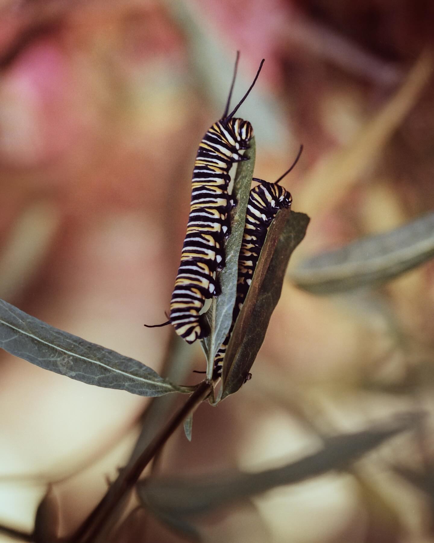 Close-up shot of two monarch caterpillars on a green plant stem, featuring black, white, and yellow stripes. Soft-focus pink floral backdrop.