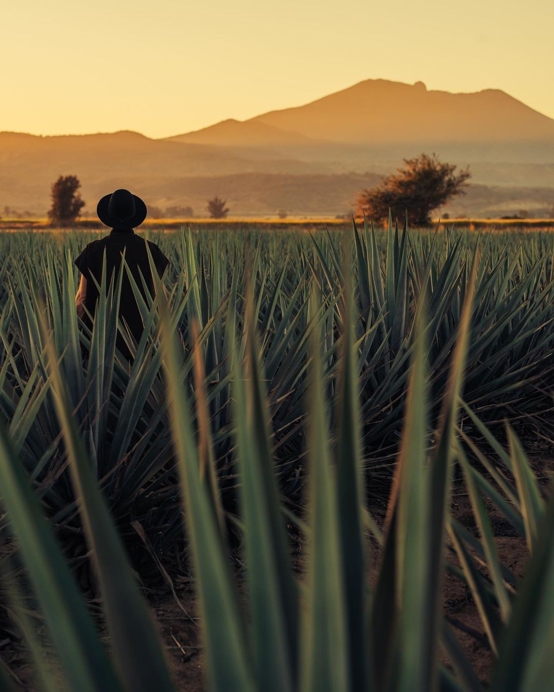 Person stands in a field of spiky green agave plants with a mountain range and sunset in the background, rural farmland scenery.
