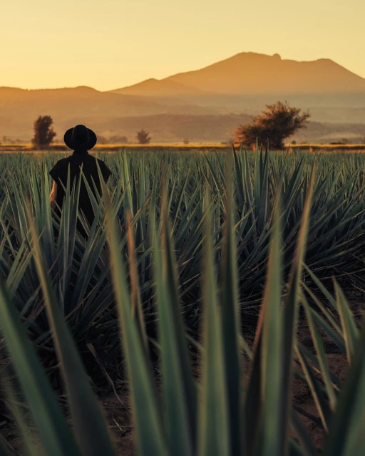 Person stands in a field of spiky green agave plants with a mountain range and sunset in the background, rural farmland scenery.