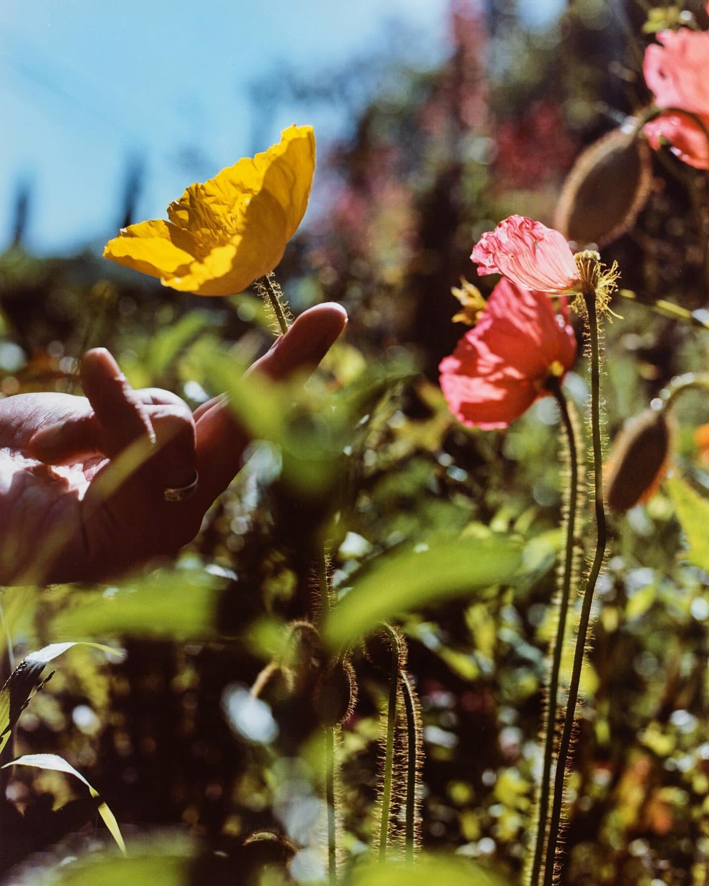 Close-up of hand gently holding a yellow poppy in a garden setting, complemented by vibrant pink poppies and lush green foliage.