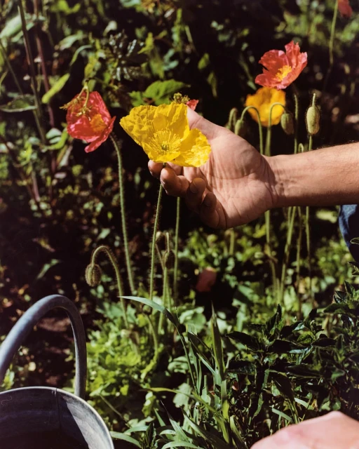 Hand holding a vibrant yellow poppy flower, surrounded by red and yellow poppies in a lush green garden setting, outdoors.