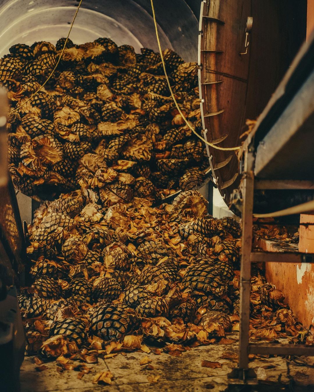 Pile of agave plants inside a metal container and next to a metal structure, likely for processing or distillation in a production facility.