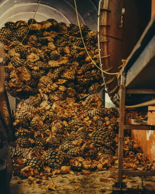 Pile of agave plants inside a metal container and next to a metal structure, likely for processing or distillation in a production facility.